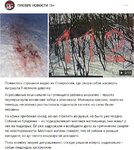собаки.jpg