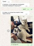 переписка-живность-котэ-8906491.jpeg
