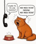 112 кот.jpg