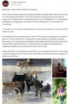 собачки.jpg