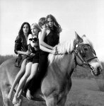 horse4.jpg