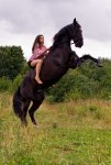 horse2.jpg