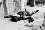 remains_ofthe_showdown_by_scilla_necis_d34nc1z.jpg